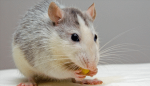 Fun Facts About Rats