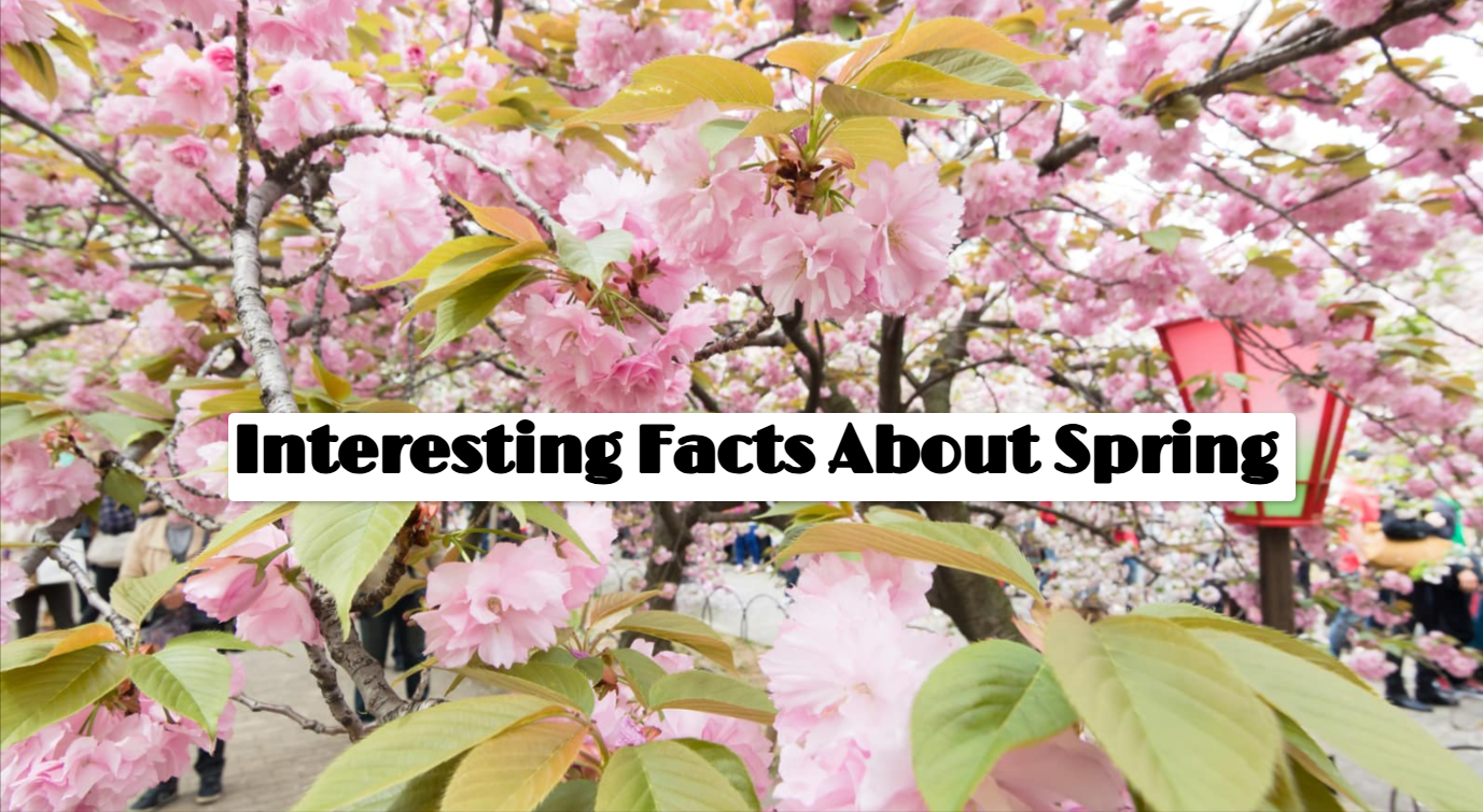 Top 10 Interesting Facts About Spring Season - Frisky Story