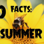 Top 10 Interesting Facts About the Summer Season